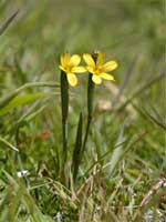 Yellow-pale-maiden